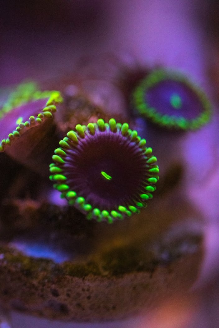 Zoa Purple People Eater
